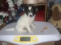 Bella, a female Papillon for sale in Williamsburg, MO – 5 of 7