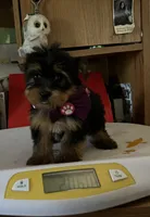 Renee, a male Yorkshire Terrier for sale in Williamsburg, MO – 2 of 7