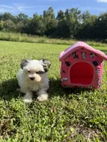 Cinder, a male Morkie for sale in Williamsburg, MO – 4 of 7