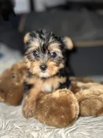 Codi, a male Yorkshire Terrier for sale in Williamsburg, MO – 1 of 7