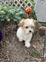 Tara, a female Morkie for sale in Williamsburg, MO – 3 of 7