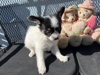 Kendra, a female Papillon for sale in Williamsburg, MO – 1 of 6