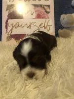 Parti Penny, a female Cocker Spaniel for sale in Williamsburg, MO – Photo 2 of 5