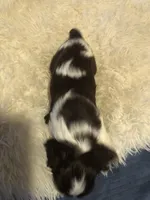 Parti Penny, a female Cocker Spaniel for sale in Williamsburg, MO – Photo 4 of 5