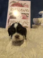 Parti Penny, a female Cocker Spaniel for sale in Williamsburg, MO – Photo 3 of 5