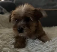 Sable, a male Yorkshire Terrier for sale in Williamsburg, MO – 3 of 7