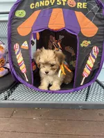 Brownie, a female Morkie for sale in Williamsburg, MO – 4 of 7