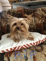 Kendra, a female Morkie for sale in Williamsburg, MO – Photo 7 of 8