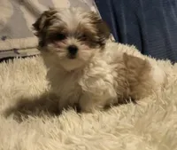 Kendra, a female Morkie for sale in Williamsburg, MO – Photo 1 of 8