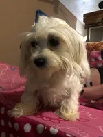 Kendra, a female Morkie for sale in Williamsburg, MO – Photo 8 of 8