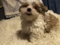 Kendra, a female Morkie for sale in Williamsburg, MO – Photo 6 of 8