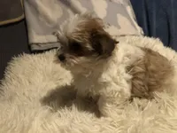 Kendra, a female Morkie for sale in Williamsburg, MO – Photo 4 of 8