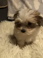 Kendra, a female Morkie for sale in Williamsburg, MO – Photo 5 of 8