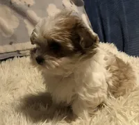 Kendra, a female Morkie for sale in Williamsburg, MO – Photo 3 of 8