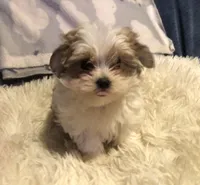 Kendra, a female Morkie for sale in Williamsburg, MO – Photo 2 of 8