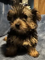 Dutchess, a female Yorkshire Terrier for sale in Williamsburg, MO – 3 of 6