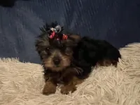 Honey, a female Yorkshire Terrier for sale in Williamsburg, MO – 3 of 8