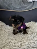 Renee, a male Yorkshire Terrier for sale in Williamsburg, MO – 5 of 7