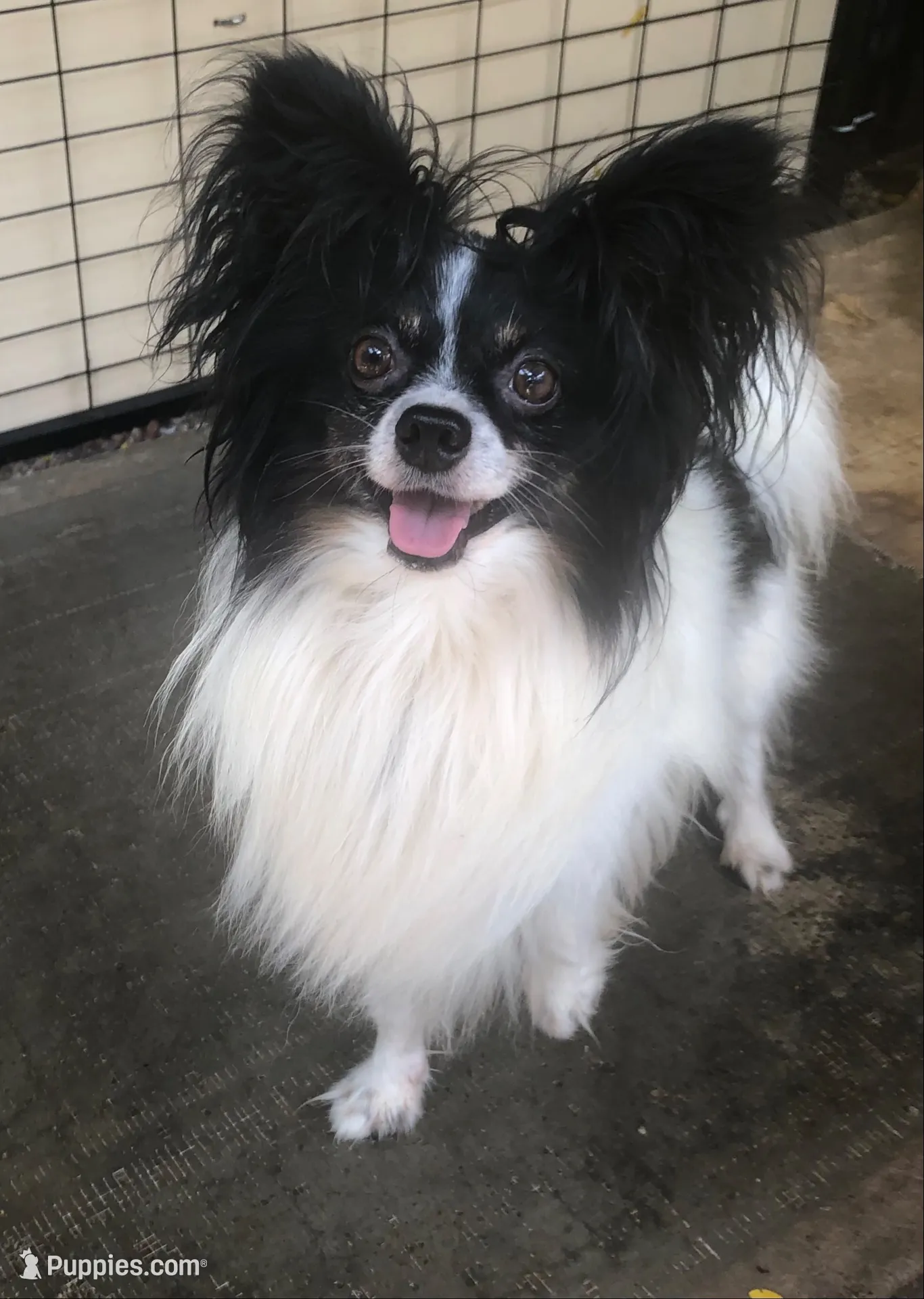 Karl, a male Papillon for sale in Williamsburg, MO – 6 of 7