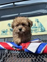 Tara, a female Yorkipoo for sale in Williamsburg, MO – 1 of 6