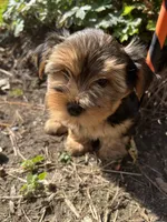 Champ, a male Yorkshire Terrier for sale in Williamsburg, MO – 5 of 8