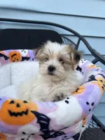Rory, a male Morkie for sale in Williamsburg, MO – 3 of 6