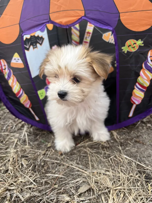 Tara – Morkie puppy for sale in Williamsburg, MO