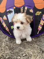 Tara, a female Morkie for sale in Williamsburg, MO – 1 of 7