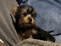 Serenity, a female Yorkshire Terrier for sale in Williamsburg, MO – 2 of 7