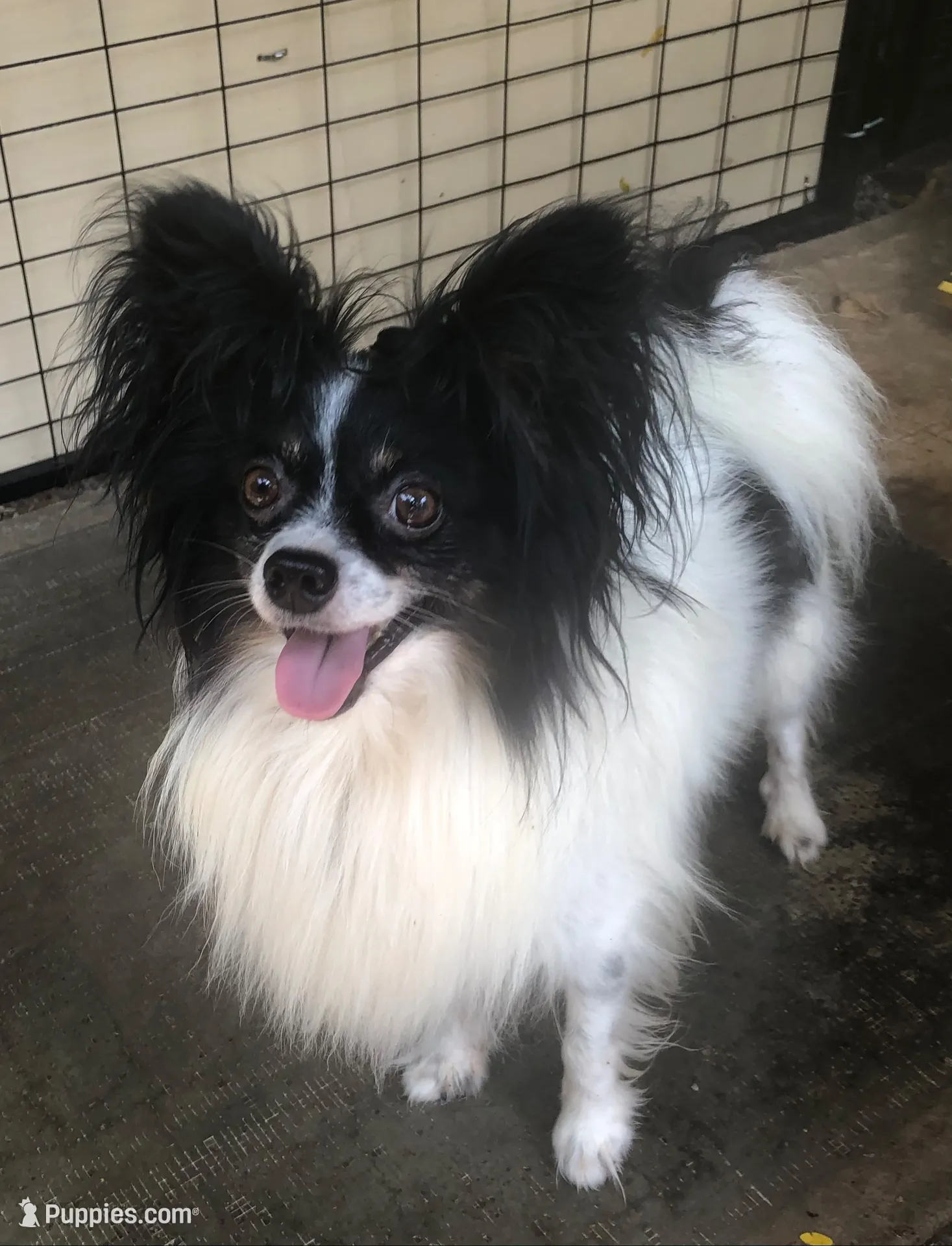 Kelsea, a female Papillon for sale in Williamsburg, MO – 6 of 7