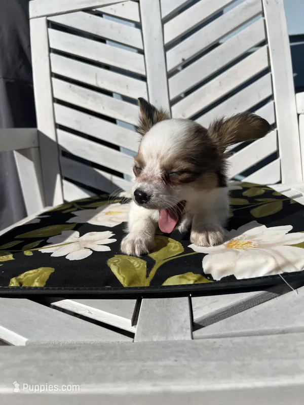 Kane – Papillon puppy for sale in Williamsburg, MO