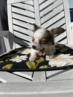 Kane, a male Papillon for sale in Williamsburg, MO – 1 of 5