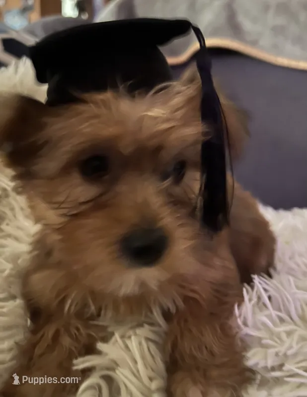 Sable – Yorkshire Terrier puppy for sale in Williamsburg, MO
