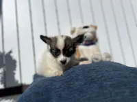 Karl, a male Papillon for sale in Williamsburg, MO – 2 of 7