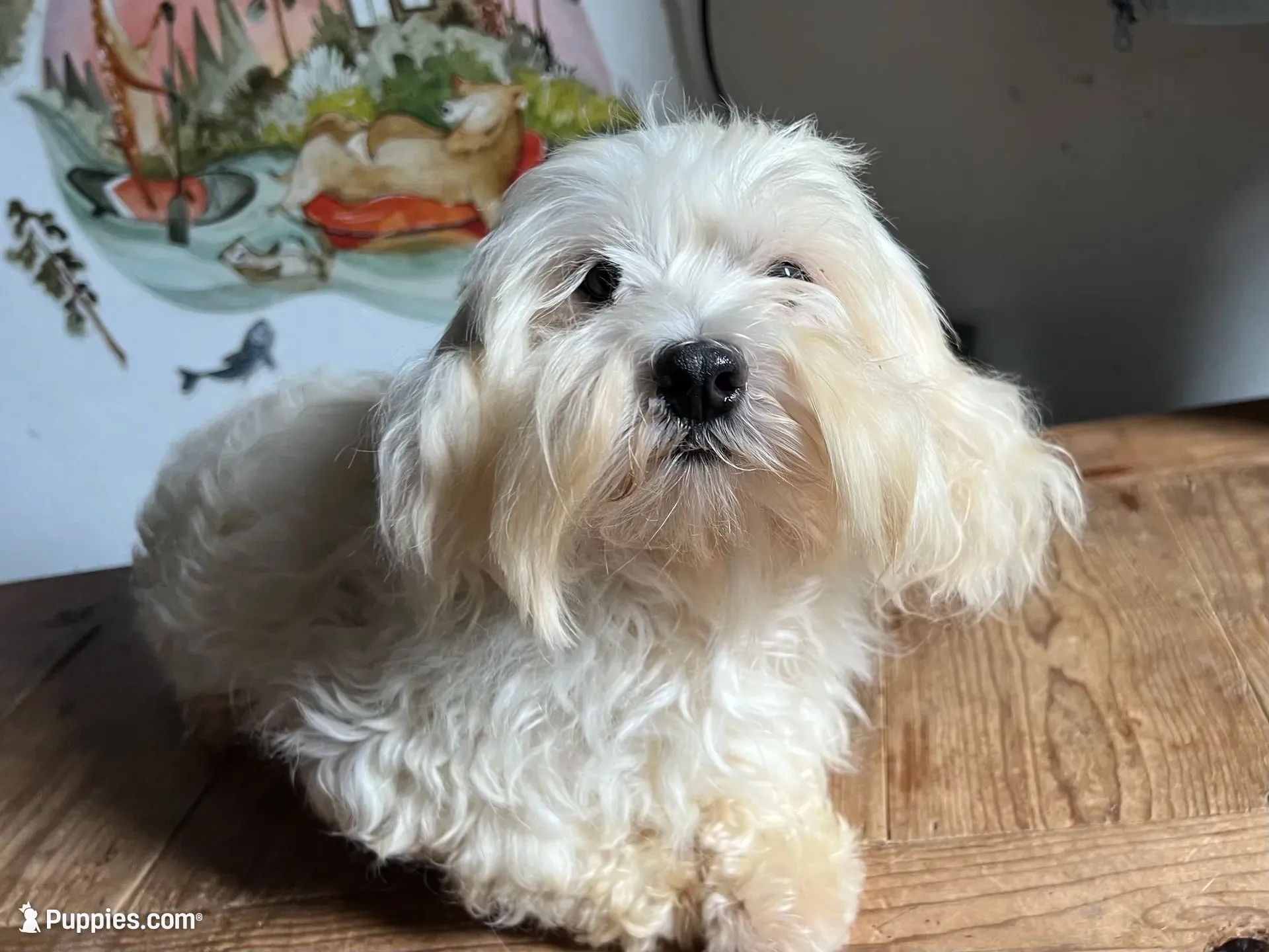 Cinder, a male Morkie for sale in Williamsburg, MO – 6 of 7