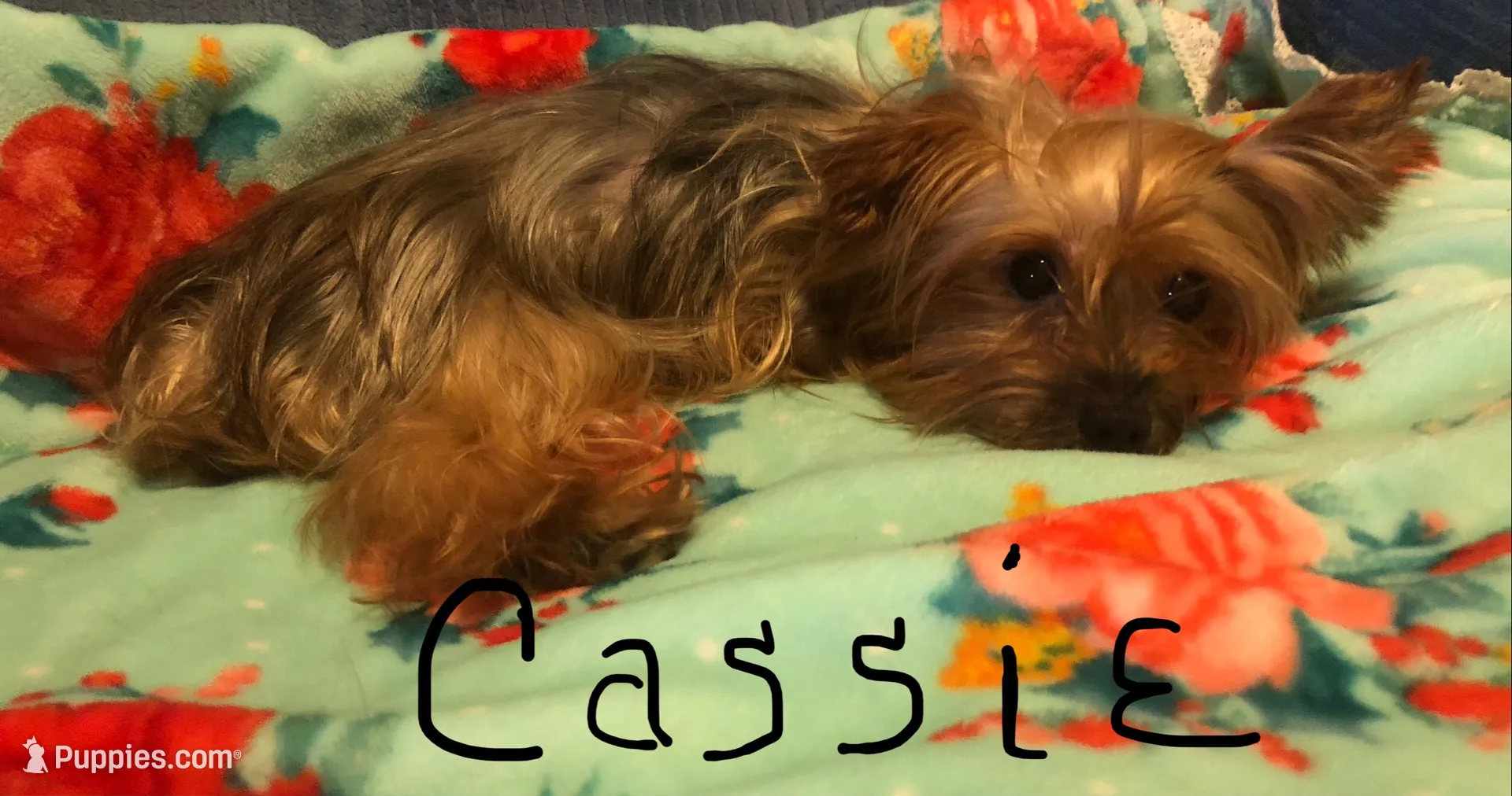 Cooper, a male Yorkshire Terrier for sale in Williamsburg, MO – 4 of 5