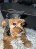 Sammy, a male Yorkshire Terrier for sale in Williamsburg, MO – 5 of 7
