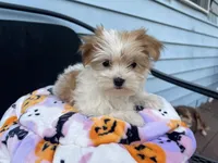 Reena, a female Morkie for sale in Williamsburg, MO – 3 of 6