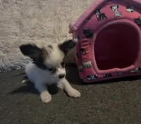 Whitney, a female Papillon for sale in Williamsburg, MO – 3 of 8