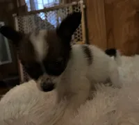 Kelsea, a female Papillon for sale in Williamsburg, MO – 2 of 7