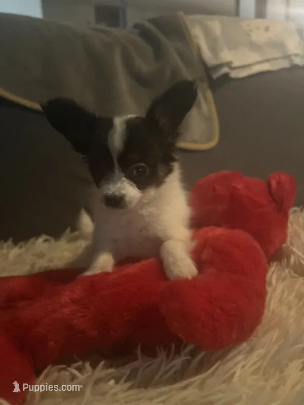 Buddy – Papillon puppy for sale in Williamsburg, MO