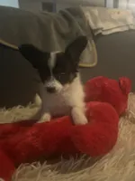 Buddy, a male Papillon for sale in Williamsburg, MO – 1 of 7