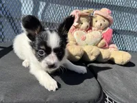 Kendra, a female Papillon for sale in Williamsburg, MO – 3 of 6