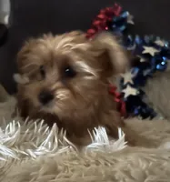 Sammy, a male Yorkshire Terrier for sale in Williamsburg, MO – 4 of 7