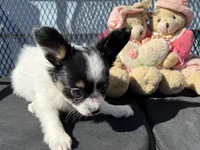 Kendra, a female Papillon for sale in Williamsburg, MO – 2 of 6