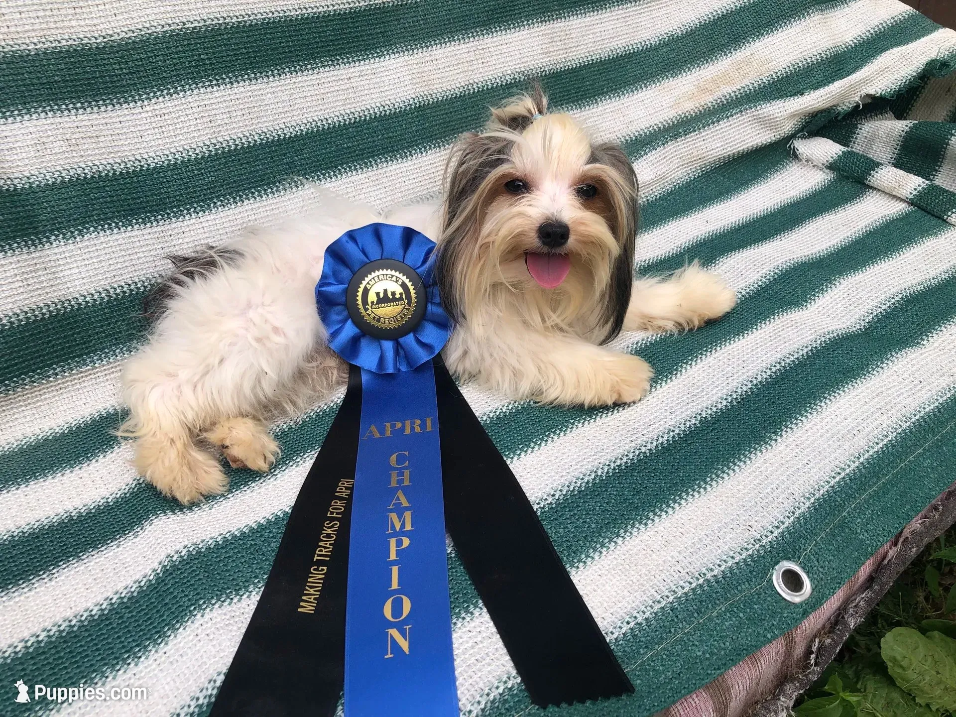 Cinder, a male Morkie for sale in Williamsburg, MO – 7 of 7