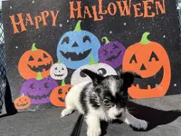 Kiki, a female Papillon for sale in Williamsburg, MO – 2 of 6