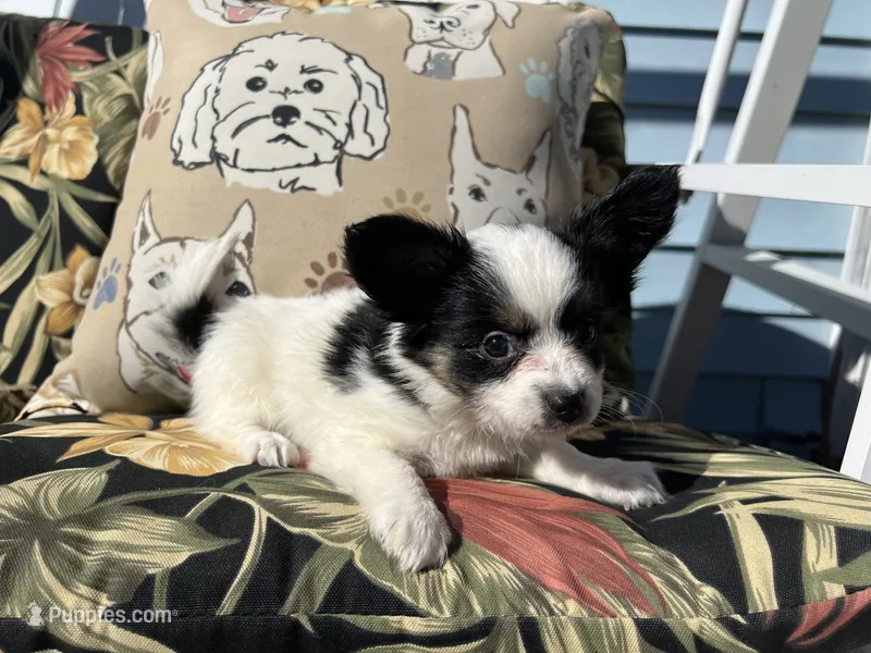 Karl – Papillon puppy for sale in Williamsburg, MO