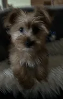 Sammy, a male Yorkshire Terrier for sale in Williamsburg, MO – 3 of 7