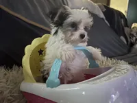 Sissy, a female Morkie for sale in Williamsburg, MO – 1 of 6